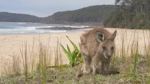 Slow motion landscape of an Eastern grey kangaroo joey marsupial animal 스톡 동영상 348267124