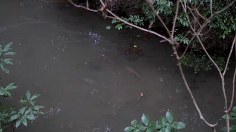 Slow motion landscape of a group of koi fish carp swimming in a freshwater pond Stock Footage 333203412