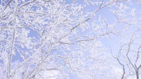 Slow Motion Landscape of Snow Covered Trees in Sobaeksan National Park Video stock 265759783