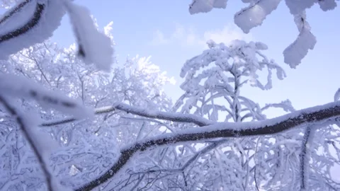 Slow Motion Landscape of Snow Covered Trees in Sobaeksan National Park Video stock 265759792