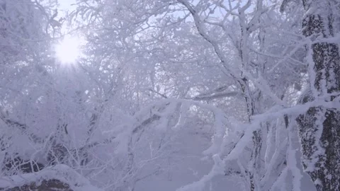 Slow Motion Landscape of Snow Covered Trees in Sobaeksan National Park Vídeo Stock 265760481