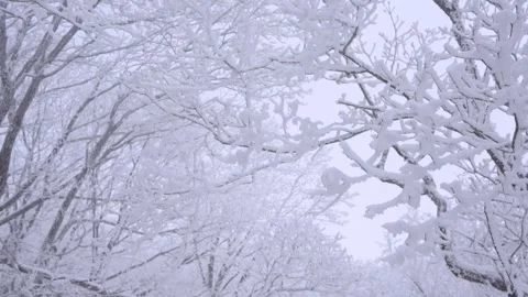 Slow Motion Landscape of Snow Covered Trees in Sobaeksan National Park Stock-Footage 265760980