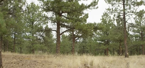 Slow Motion Landscape/ Tree Shot 스톡 동영상 105902583