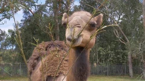 Slow motion landscape view of a camel species using its mouth to eat a tree Stock Footage 345182603