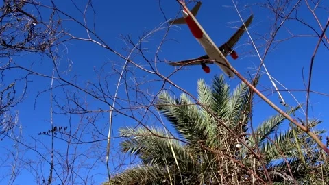 Slow motion of large aircraft passing over vegetation and a palm tree Video stock 137446539