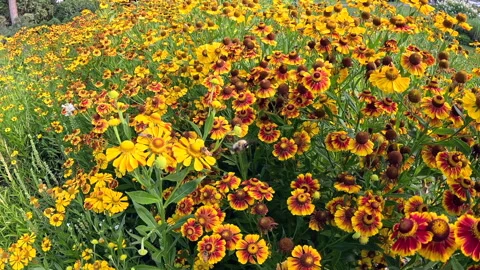Slow motion large bee moving among flowers Video stock 290484558
