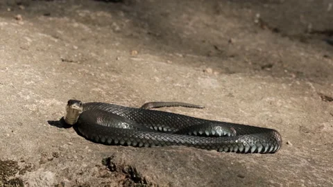 Slow motion of a large black snake writhing on a rock looking into the camera Video stock 149366298