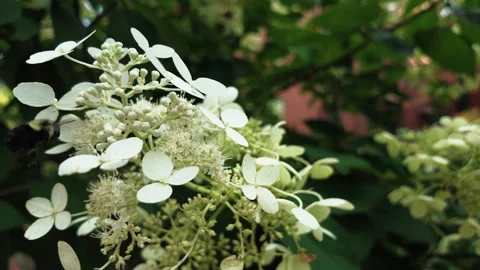 Slow motion large bumblebee lands on white flowers Stock-Footage 341895266