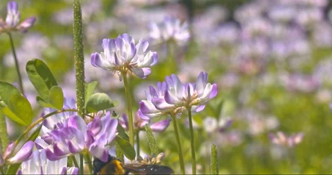 Slow motion of a large bumblebee taking off from a flower. Stock Footage 130168532