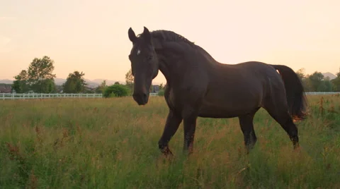 SLOW MOTION: Large elegant horse pasturing on vast grass field at golden sunset Stock Footage 66780535