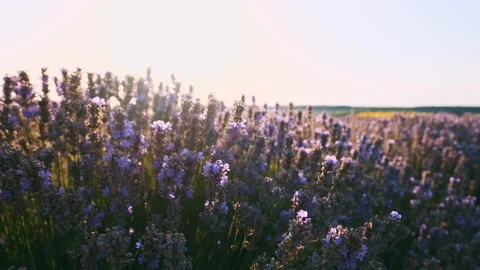 Slow motion large field with lavender at sunset day. The moment the wind sways Stock Footage 114061939
