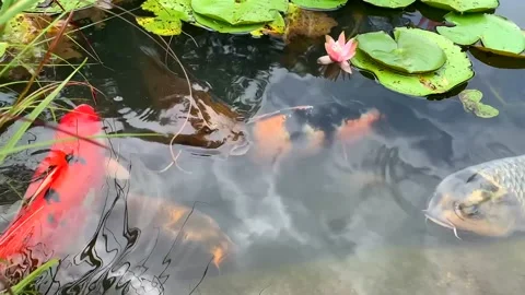 Slow motion large fish in pond lily pads 스톡 동영상 160072680
