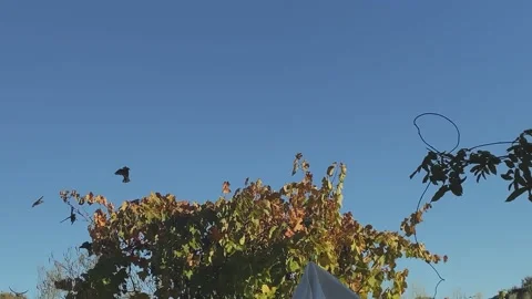 Slow motion large flock of birds landing and taking off together Vídeos de archivo 331354451
