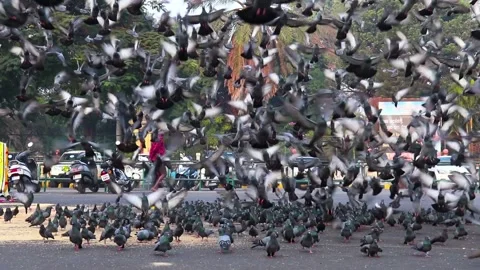 Slow motion of Large flock of pigeons taking off together in street Mysuru India Stock Footage 137931296