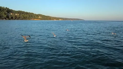 Slow motion of large flock of seagulls over sea Stock Footage 219786904