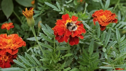 Slow motion. Large flower closeup with large bumble bee pollinating. Stock Footage 107601273