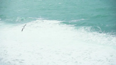 Slow motion large foam wave and seagull Stock Footage 87504601