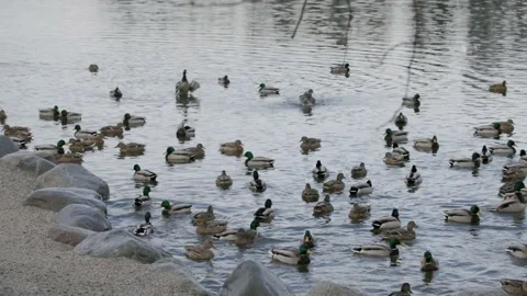 Slow motion of a large group of ducks in pond Stock Footage 232799401