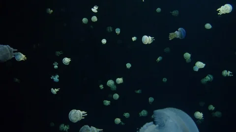 Slow motion large group of jellyfish Stock Footage 97205146