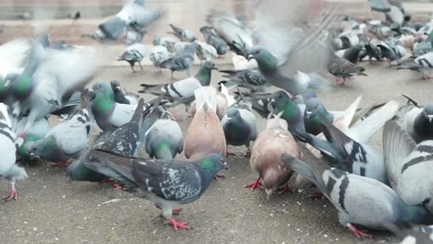 Slow Motion: Large group of pigeons walking and bobbing their heads and pecking Stock Footage 201750693
