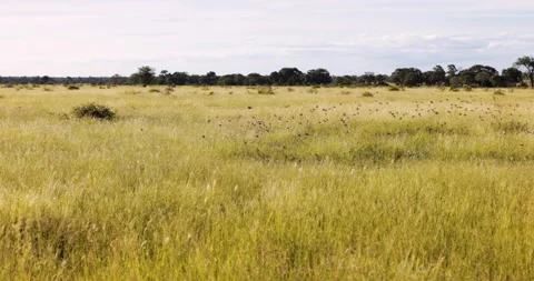 Slow motion large group of red-billed Queleas on the grass Savanna Vídeo Stock 205039684