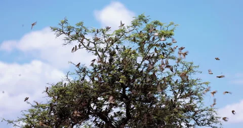 Slow motion large group of red-billed Queleas on the grass Savanna Vidéo 205039801