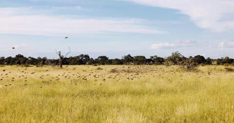 Slow motion large group of red-billed Queleas on the grass Savanna Vidéo 235441857