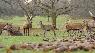 Slow motion large herd of deer and stags grazing, two females fighting  Stock Footage 85692862
