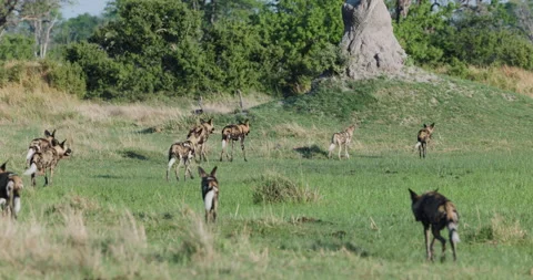Slow motion. A large pack of African Wild Dogs on the hunt for prey Stock Footage 295355669