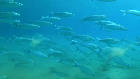 Slow motion, Large school of Mullet fish floats above the sandy bottom Stock Footage 132038290