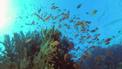 Slow motion - Large school of tropical orange Anthias fish slowly smimming Stock Footage 113197571