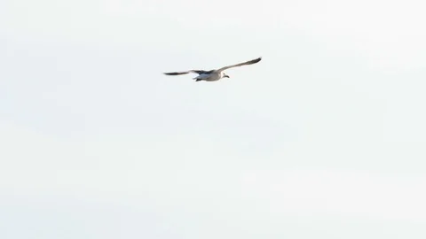 Slow motion of large seagull flying through bright sky Stock Footage 115820606