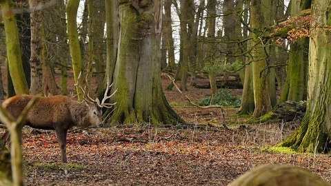 Slow motion large stag deer buck shaking himself off in the wild forest woods  Vidéo 85697208