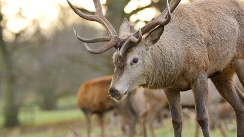 Slow motion large stag deer with horn antlers grazing in the wild  Stock Footage 85697311