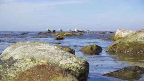 Slow motion large stones in calm water on the horizon gulls and ships Video stock 80452369