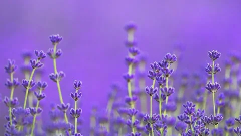 Slow-motion lavender blossoms on a serene lavender-hued background Stock Footage 291324140