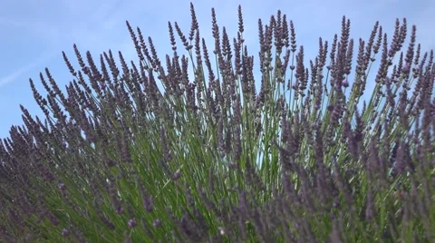 Slow Motion - Lavender field Vidéo 68603918
