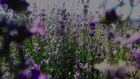 Slow motion lavender flowers closeup with selective focus Stock Footage 136597504