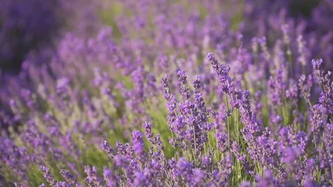 Slow motion of lavender medaow. Stock Footage 124069378