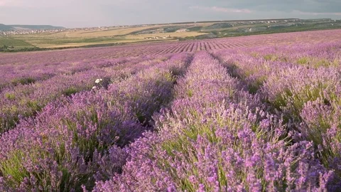Slow motion of lavender medaow. Stock Footage 124069399