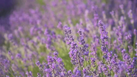 Slow motion of lavender medaow. Stock Footage 124069404