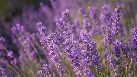 Slow motion of lavender medaow. Stock Footage 124069422
