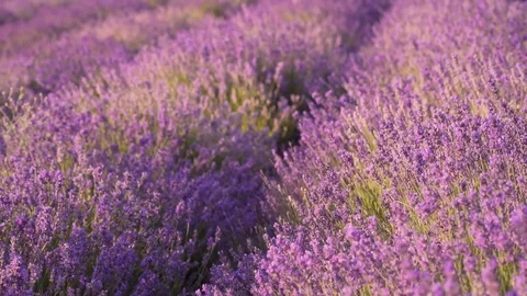 Slow motion of lavender medaow. Stock Footage 124069424