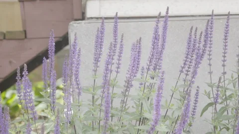 Slow Motion Lavender Plants 스톡 동영상 91499112