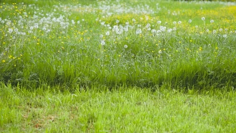 Slow motion of lawn mower cutting dandelion flowers at dandelions field Stock Footage 90520602