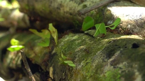Slow motion of Leaf Cutter Ants (Atta sp.) Stock Footage