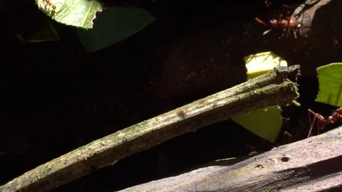Slow motion of Leaf Cutter Ants (Atta sp.) Stock Footage