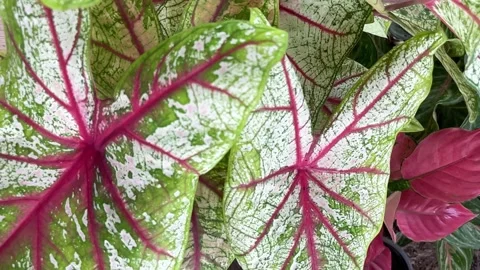 Slow motion on leaf texture footage. Stock Footage 202154193