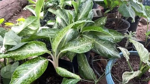 Slow motion on leaf texture footage. Stock Footage 202154206