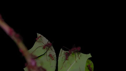 Slow Motion Leafcutter Ants Cutting Leaf on Black Background Stock Footage 327342234